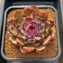 Echeveria 'Purple Sherin' 3"-4" Succulent Plant Cutting