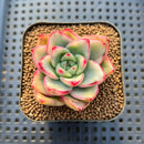 Echeveria Agavoides 'Gold Diamond' Variegated 2" Succulent Plant Cutting