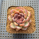 Echeveria 'Purple Stone' 2" Succulent Plant Cutting