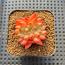 Pachyphytum sp. Crested 1"-2" Succulent Plant Cutting
