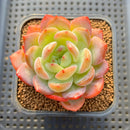 Echeveria 'Starmark' 2" Succulent Plant Cutting