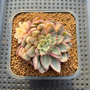Echeveria 'Green Emerald' Variegated 2" Succulent Plant Cutting