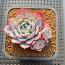Echeveria 'A-Pink' 2" Succulent Plant Cutting