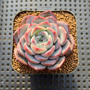 Echeveria 'Unipink' 2" New Hybrid Succulent Plant Cutting