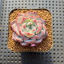 Echeveria 'Unipink' 2" New Hybrid Succulent Plant Cutting