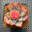 Echeveria 'Blossoming' Jelly Type 2" Succulent Plant Cutting