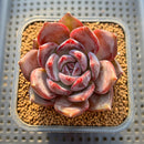 Echeveria 'Moila' 2" Succulent Plant Cutting