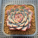 Echeveria 'Soft Honey' Jelly Type 2" New Hybrid Succulent Plant Cutting