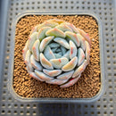 Echeveria 'Heart Emotion' 2" Succulent Plant Cutting