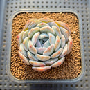 Echeveria 'Heart Emotion' 2" Succulent Plant Cutting