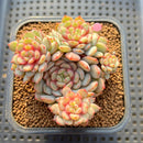 Echeveria 'Gold Work' 3" Cluster New Hybrid Succulent Plant Cutting