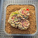 Echeveria 'Gold Work' 3" Cluster New Hybrid Succulent Plant Cutting