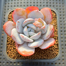 Echeveria Laui 2" Succulent Plant Cutting