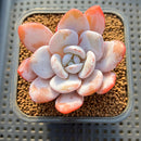 Echeveria Laui 2" Succulent Plant Cutting