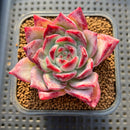 Echeveria 'Ratam' 3" Succulent Plant Cutting
