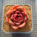 Echeveria 'Black Mink' Round-Leaf 2" Succulent Plant Cutting