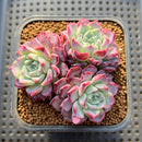 Echeveria 'Hanareum' 2"-3" Cluster Succulent Plant Cutting