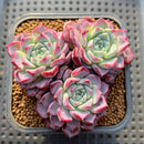 Echeveria 'Hanareum' 2"-3" Cluster Succulent Plant Cutting