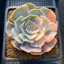 Echeveria 'Pollux' Variegated 3" Succulent Plant Cutting