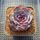 Echeveria 'Purple Oranda' 2" Succulent Plant Cutting