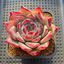 Echeveria 'Ratam' 3" Succulent Plant Cutting