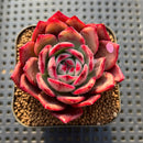 Echeveria Agavoides 'Flamenco' 2"-3" Succulent Plant Cutting