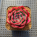 Echeveria Agavoides 'Flamenco' 2"-3" Succulent Plant Cutting