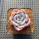 Echeveria 'Irene' 2" Succulent Plant Cutting