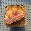 Echeveria 'Malgan' 2" Cluster Succulent Plant Cutting