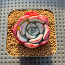 Echeveria 'Ice Cream' Hybrid 2" Succulent Plant Cutting