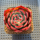 Echeveria Agavoides 'Flamenco' 2"-3" Succulent Plant Cutting