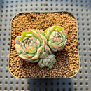 Echeveria 'Ravi Rose' ('Globulosa' Hybrid) 2" New Hybrid Succulent Plant Cutting