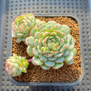 Echeveria 'Ravi Rose' ('Globulosa' Hybrid) 3"-4" New Hybrid Succulent Plant Cutting