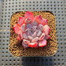 Echeveria 'Geronimo' 1'-2" Succulent Plant Cutting