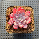 Echeveria 'Geronimo' 1'-2" Succulent Plant Cutting