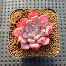 Echeveria 'Geronimo' 1'-2" Succulent Plant Cutting