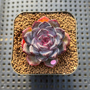 Echeveria 'Dahlia' 1"-2" Succulent Plant Cutting