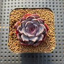 Echeveria 'Dahlia' 1"-2" Succulent Plant Cutting
