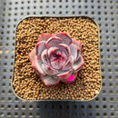 Echeveria 'Wild Berry' 1"-2" Succulent Plant Cutting