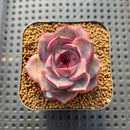 Echeveria 'Graslin' (그레슬린) 2" Succulent Plant Cutting