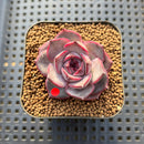 Echeveria 'Graslin' (그레슬린) 2" Succulent Plant Cutting