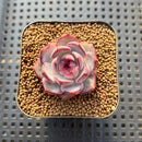 Echeveria 'Wild Berry' 1"-2" Succulent Plant Cutting