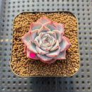 Echeveria 'Lágrima' 1"-2" Succulent Plant Cutting