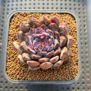 Echeveria 'Gemstone' 3" Succulent Plant Cutting