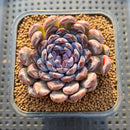 Echeveria 'Gemstone' 3" Succulent Plant Cutting