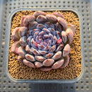 Echeveria 'Gemstone' 3" Succulent Plant Cutting