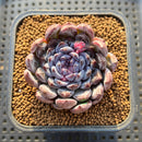 Echeveria 'Gemstone' 3" Succulent Plant Cutting