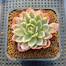 Echeveria 'Navillera' Variegated 2" Succulent Plant Cutting
