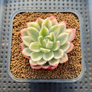 Echeveria 'Navillera' Variegated 2" Succulent Plant Cutting