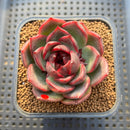 Echeveria 'Espero' 2"-3" New Hybrid Succulent Plant Cutting